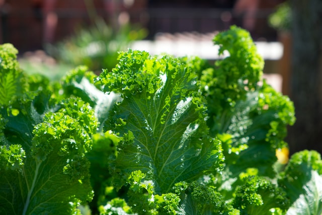 Lettuce is one of the best food to grow for survival